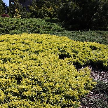 Juniperus comm. 'Goldschatz'