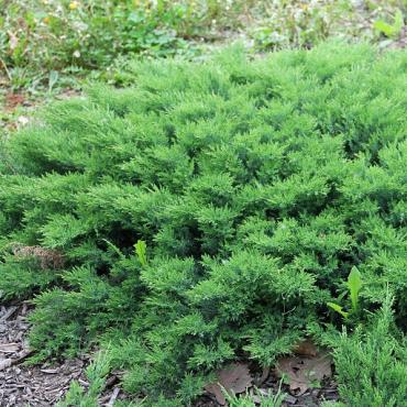 Juniperus d. 'Leningrad'