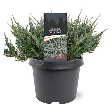 Juniperus h. 'Blue Chip'