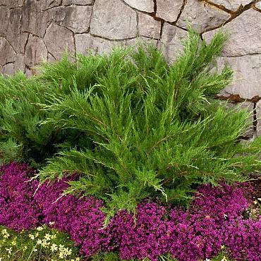 Juniperus pf. 'Mint Julep'