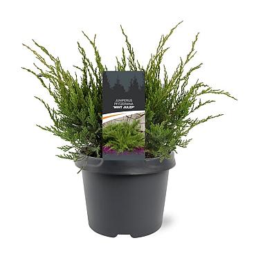 Juniperus pf. 'Mint Julep'