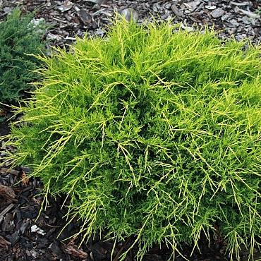 Juniperus pf. 'Old Gold'