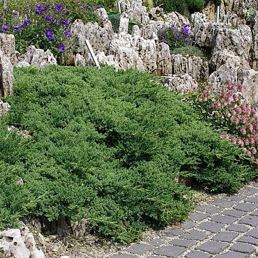 Juniperus procumbens 'Nana'