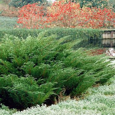 Juniperus sabina