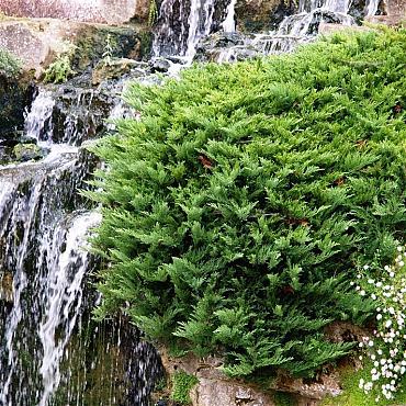 Juniperus sabina 'Tamariscifolia'