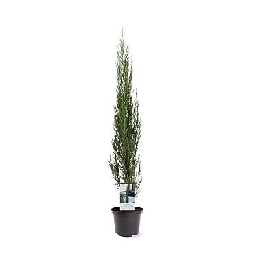 Juniperus s. 'Blue Arrow'