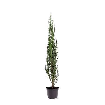 Juniperus s. 'Blue Arrow'