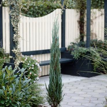 Juniperus s. 'Blue Arrow'