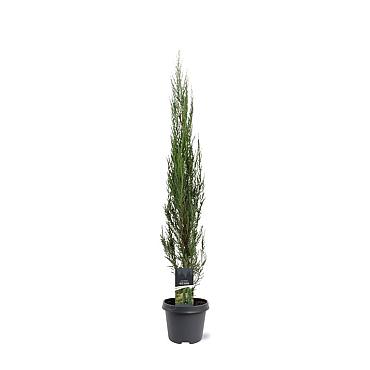 Juniperus s. 'Blue Arrow'