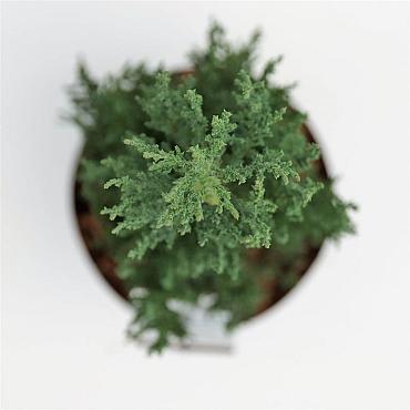 Juniperus s. 'Blue Arrow'