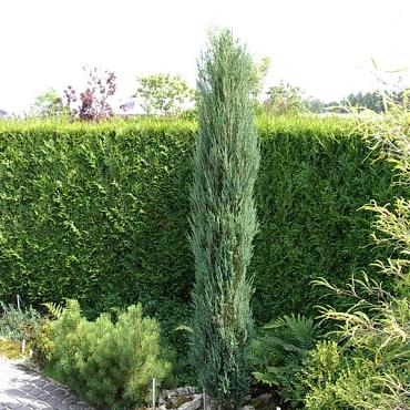 Juniperus s. 'Blue Arrow'