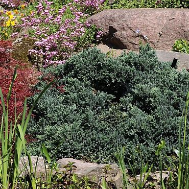 Juniperus squamata 'Blue Star'