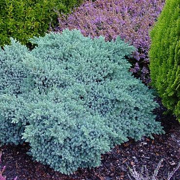 Juniperus squamata 'Blue Star'