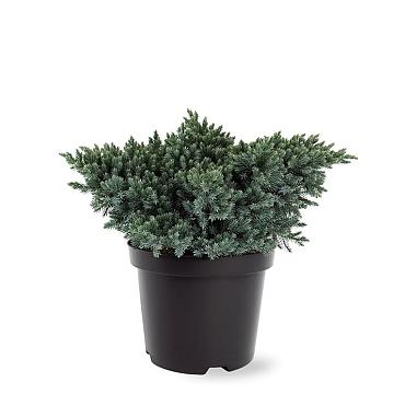 Juniperus squamata 'Blue Star'