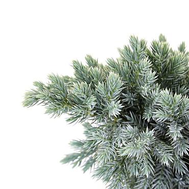 Juniperus squamata 'Blue Star'