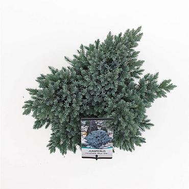 Juniperus squamata 'Blue Star'