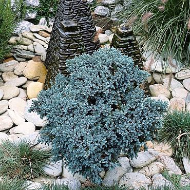 Juniperus squamata 'Blue Star'