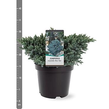 Juniperus squamata 'Blue Star'