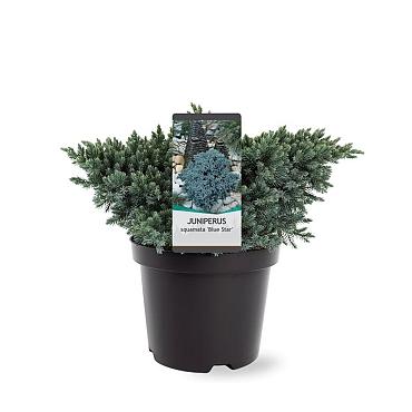 Juniperus squamata 'Blue Star'