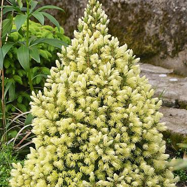 Picea gl. 'Daisy's White'