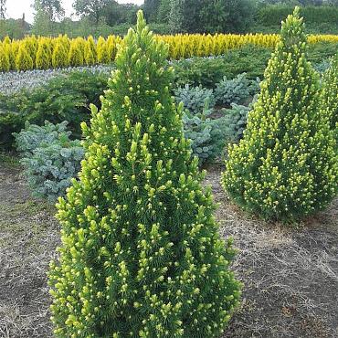 Picea gl. 'Rainbow's End'