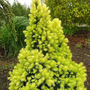 Picea gl. 'Rainbow's End'