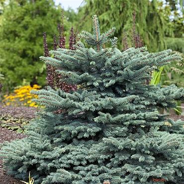 Picea pungens 'Waldbrunn'