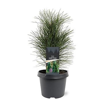 Pinus nigra 'Green Tower'