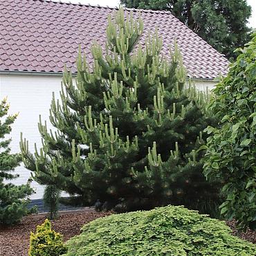 Pinus nigra 'Oregon Green'