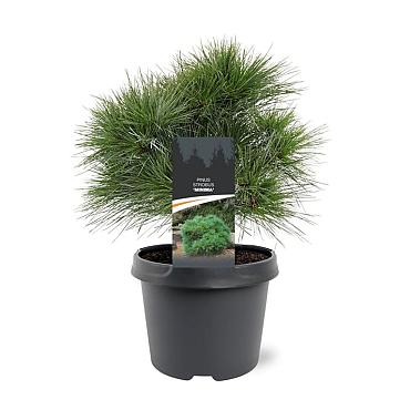 Pinus strobus 'Minima'