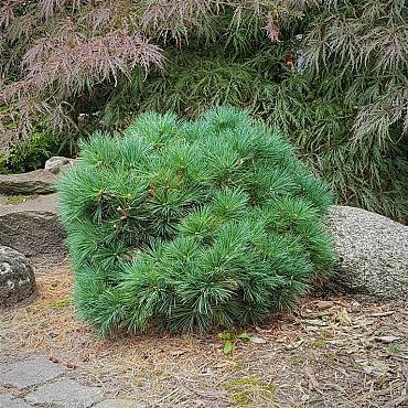 Pinus strobus 'Minima'