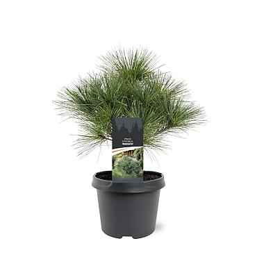 Pinus strobus 'Radiata'