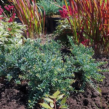 Podocarpus lawrencei 'Blue Gem'