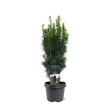 Taxus b. 'Fastigiata'