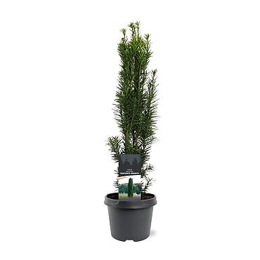 Taxus b. 'Fastigiata Robusta'