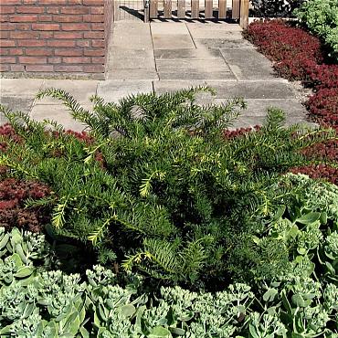 Taxus media 'Farmen'