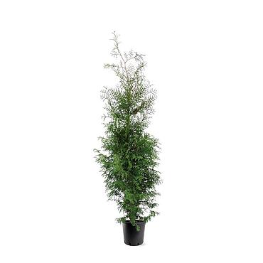 Thuja occ. 'Brabant'