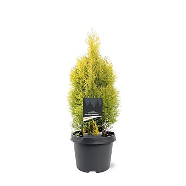 Thuja occ. Golden Smaragd