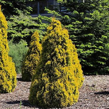 Thuja occ. Golden Smaragd