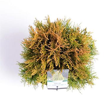 Thuja occ. Golden Smaragd