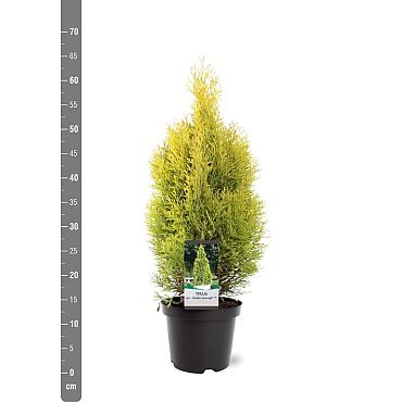 Thuja occ. Golden Smaragd