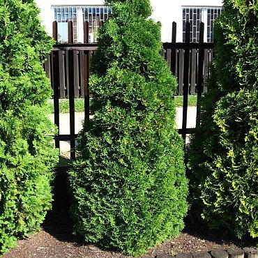 Thuja occ. 'Holmstrup'