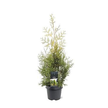 Thuja occ. 'Salland'