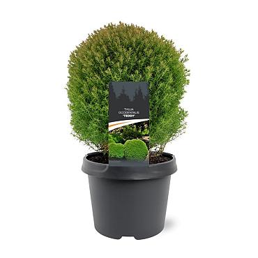 Thuja occ. 'Teddy'