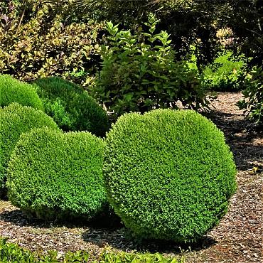 Thuja occ. 'Teddy'