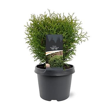 Thuja occ. 'Tiny Tim'