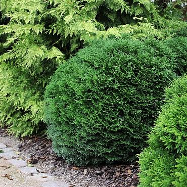 Thuja occ. 'Tiny Tim'