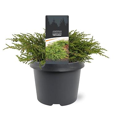 Juniperus comm. 'Repanda'