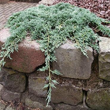 Juniperus h. Icee Blue