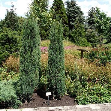 Juniperus s. 'Blue Arrow'